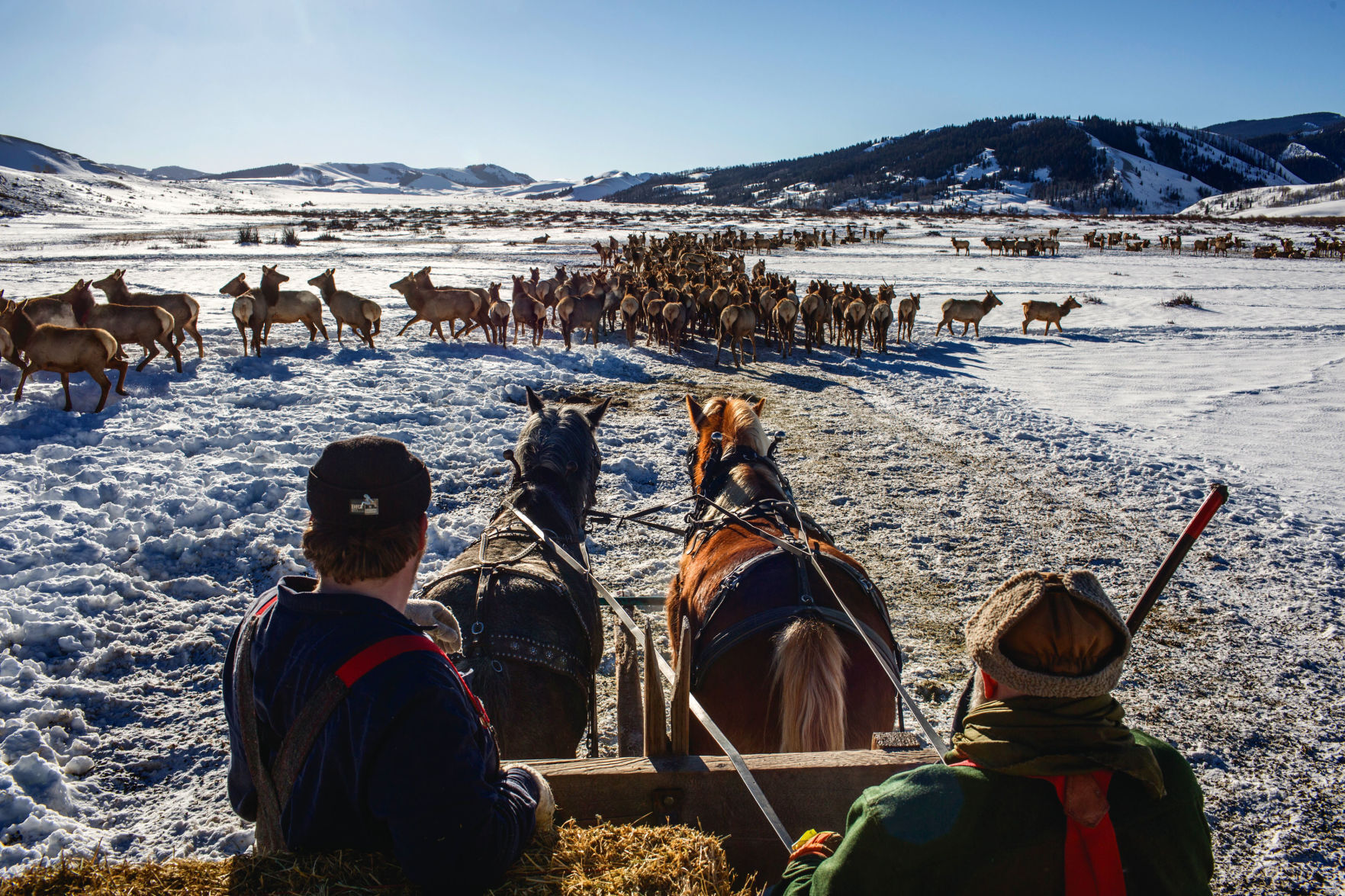 Gros Ventre Elk Feedground